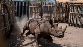 Campaigners welcome China U-turn over rhino and tiger products