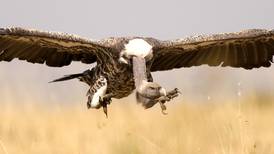 Vulture ‘restaurants’ needed to protect the species