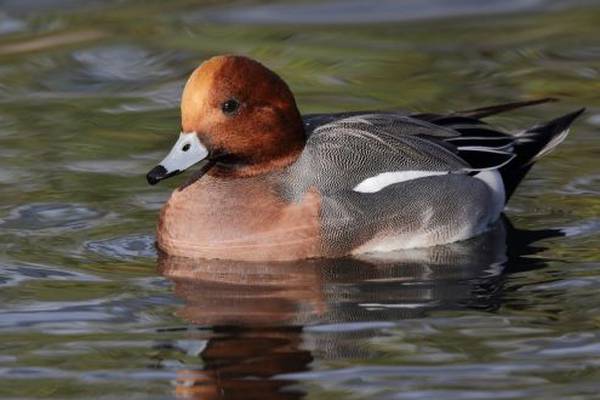 Second case of bird flu confirmed in Ireland