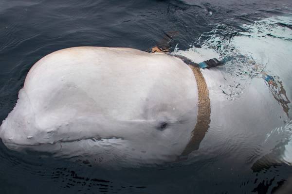 Whale found in harness may have been trained by Russian military