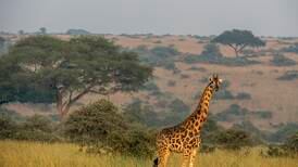 Uganda: Honeymoon couple and guide killed on safari by suspected rebels