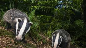 State moves away from killing badgers and will vaccinate them instead