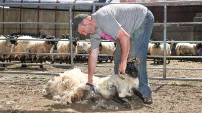 Connemara farmers shear hill sheep early in continuing heat