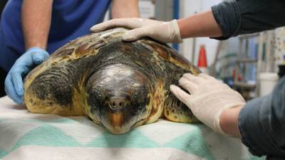 Loggerhead turtle swept up in Storm Eva out of intensive care