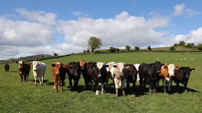 Ireland among three EU states to record increase in agricultural emissions