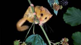 The dormouse makes first appearance in Ireland