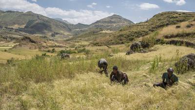 Ethiopia heading for worst drought in decades
