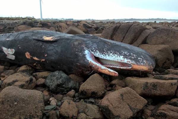We found a dead sperm whale. Is this species common around Ireland? Readers’ nature queries