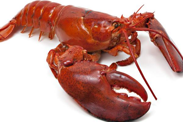 Try cooking lobster at home with roasted Seville oranges