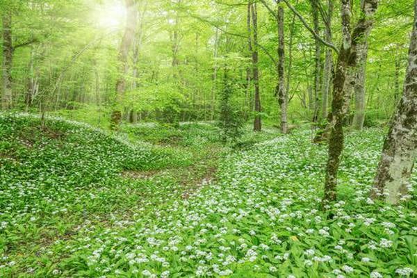 Why wild garlic is the gateway drug for the novice forager