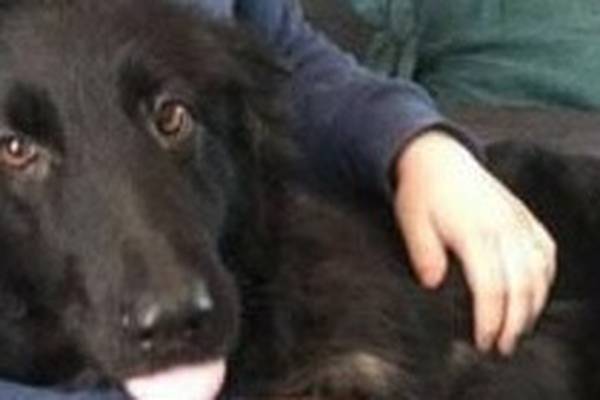 Dublin dog reunited with owners a year after going missing