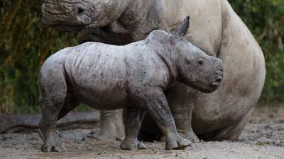 White rhino calf weighing 50kg born at Dublin Zoo