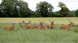 Units to target deer culling in ‘hot spots’ where population deemed unsustainable