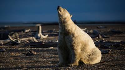 US data shows record global temperatures in 2016