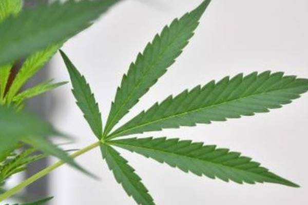 Consultants can apply to register patients for medical cannabis access scheme