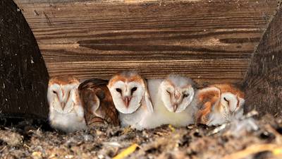 Largest recorded brood of barn owls found in Antrim