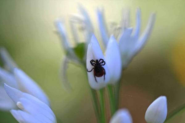 Is this a tick, and could it be carrying Lyme disease? Readers’ nature queries