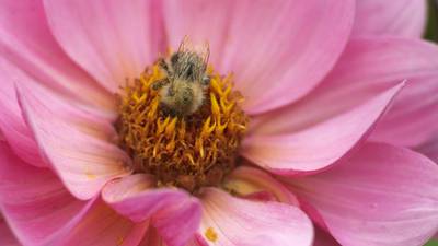 Grow: What have bees ever done for us?