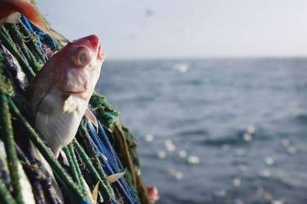 Creed says EU fish quota negotiations ‘very challenging’