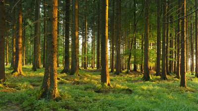 Substantial forestry portfolio for €1.85m