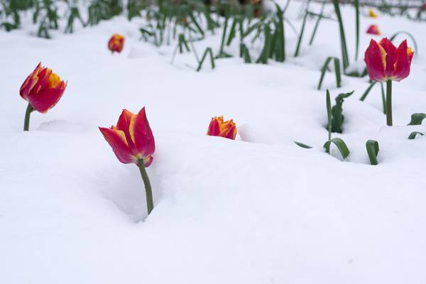 Batten down the tulips, a ‘sudden stratospheric warming’ may bring snow