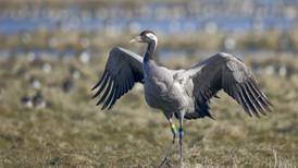 Return of breeding cranes a small win in climate change war