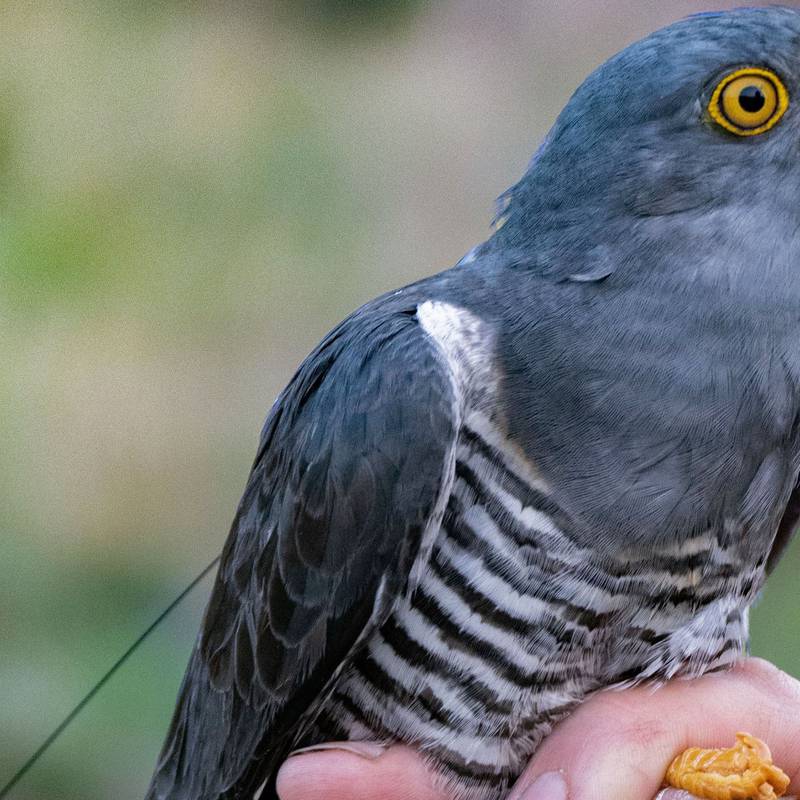 'It's very exciting': tagged cuckoos return to Killarney National Park