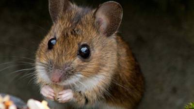 Three food firms ordered to close due to rodent infestations