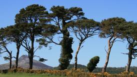 Complicated story of Scots pine in Ireland shows we cannot rule out further twists and turns