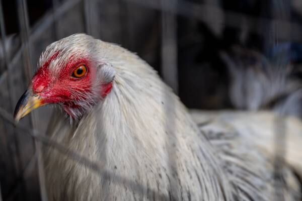 Salmonella outbreak on eight poultry farms in Ireland being investigated