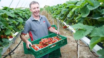 Direct sales deliver taste of success for strawberry farmer