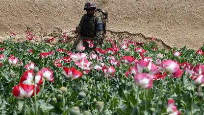 Afghan opium cultivation reaches record levels
