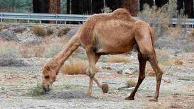 Male camel tramples two people to death in Texas