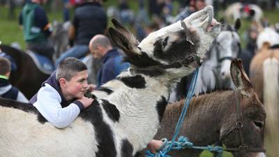 Thousands attend Ballinasloe  horse fair