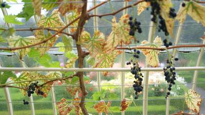 Grapes in a cold climate – prune hard and keep under cover