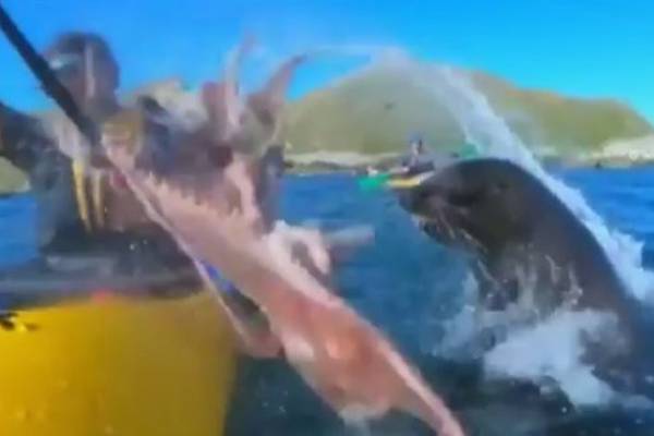 ‘Mate, what just happened?’ Seal slaps kayaker in face with octopus
