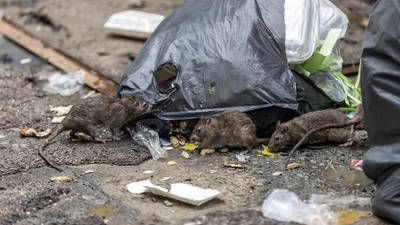 Reports of rodent activity around Dublin homes rise 25% during pandemic