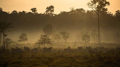 Action not just words vital to save Brazil’s rainforests
