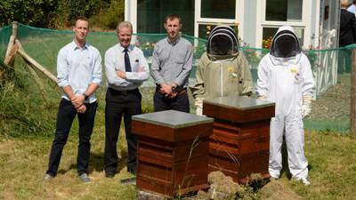 Beekeeping initiative improves quality of life for patients with mental illness