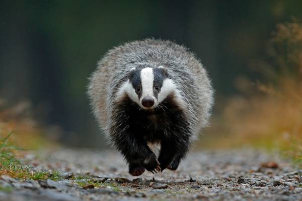 Genetic clues of TB spread between cows and badgers revealed