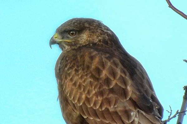Investigation launched into deaths of four buzzards in Westmeath