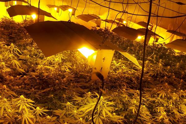 Cannabis crop valued at €2.7m found in north Dublin warehouse