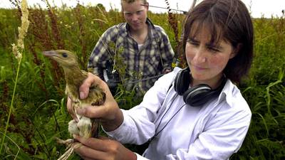 More than €4 million dedicated to conservation of endangered Corncrake