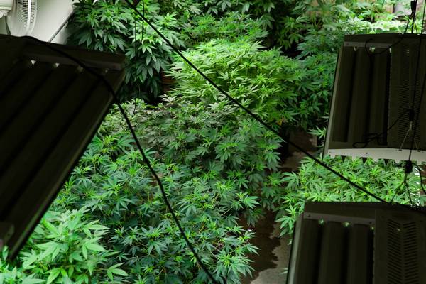 Garda raid on cannabis grow house nets plants worth €250,000