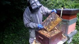 Beekeeping Summer School is back in Maynooth