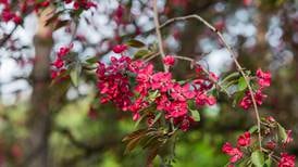 Your gardening questions answered: Should we replace our crab apple tree?