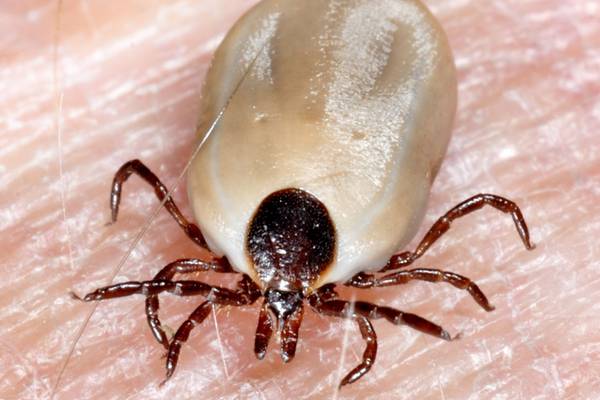 Bug that causes relapsing fever identified in tick collected in Ireland