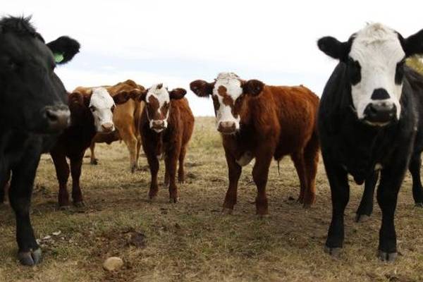 Beef talks between farmers and meat processors set to resume on Monday