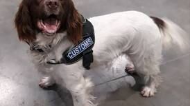 Revenue seize more than €361,000 worth of cannabis with help of detector dogs