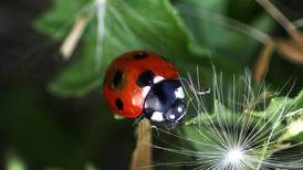 How to find a ladybird: Try out the art of ‘beating’